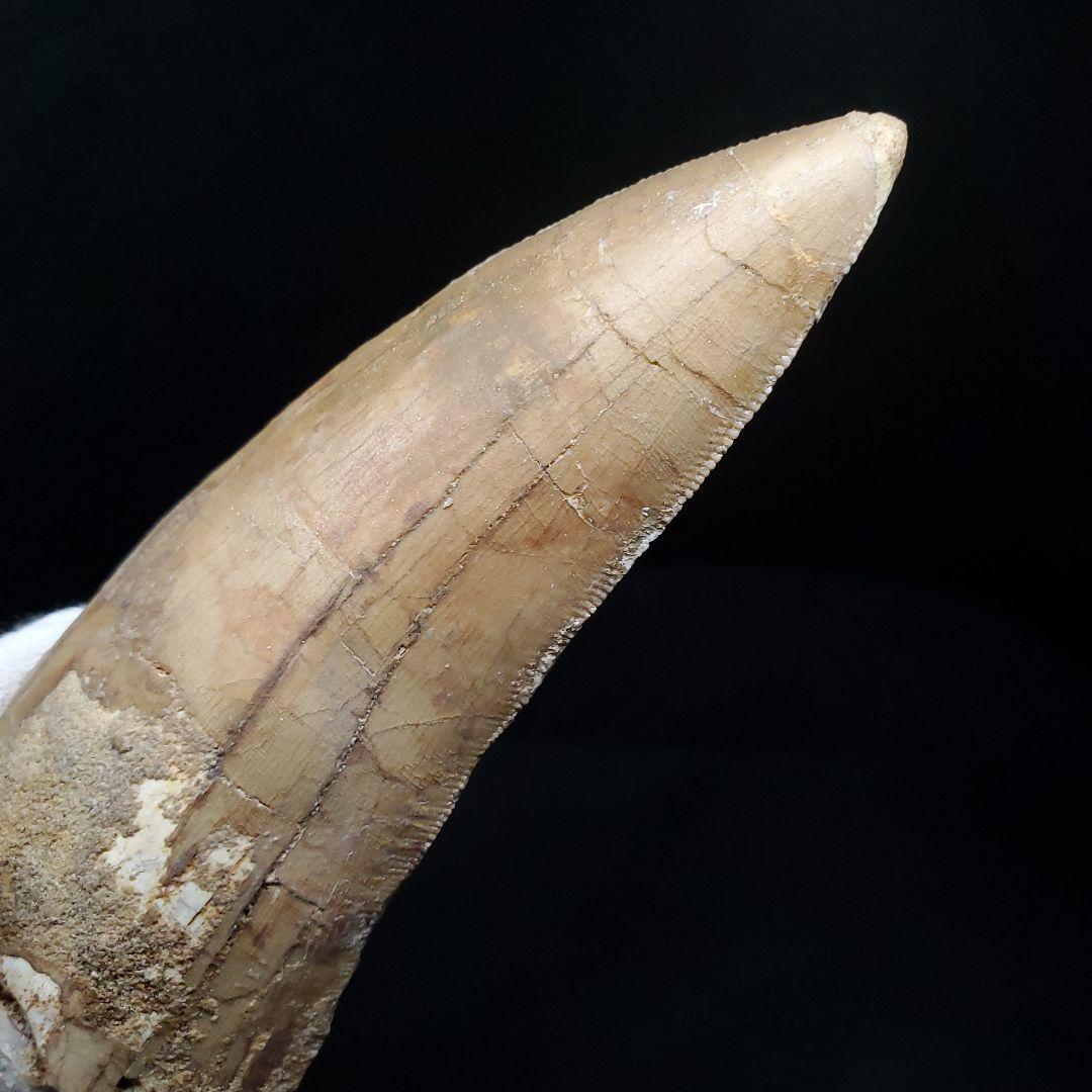 カルカロドントサウルス 歯 化石 本物 モロッコ産 101.22mm  fr80