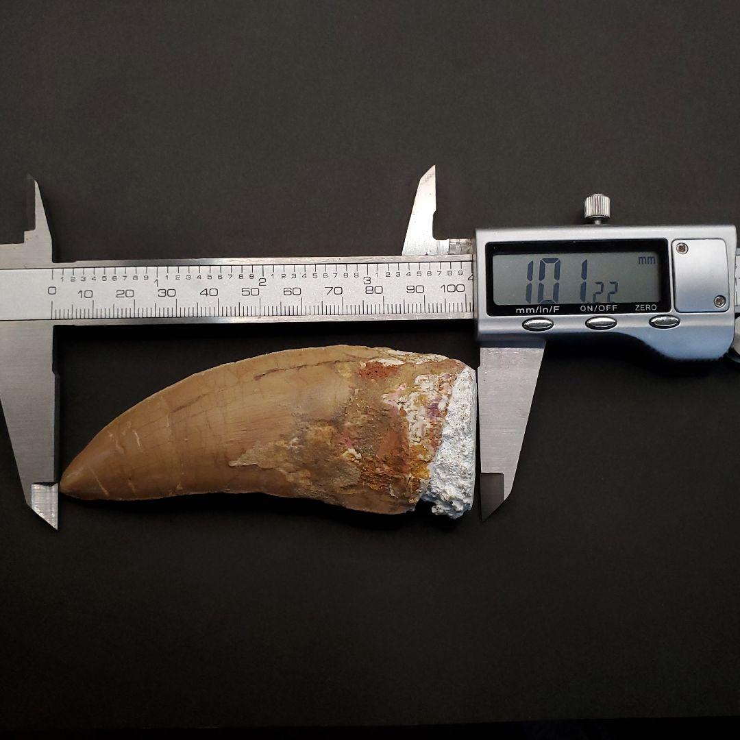 カルカロドントサウルス 歯 化石 本物 モロッコ産 101.22mm  fr80