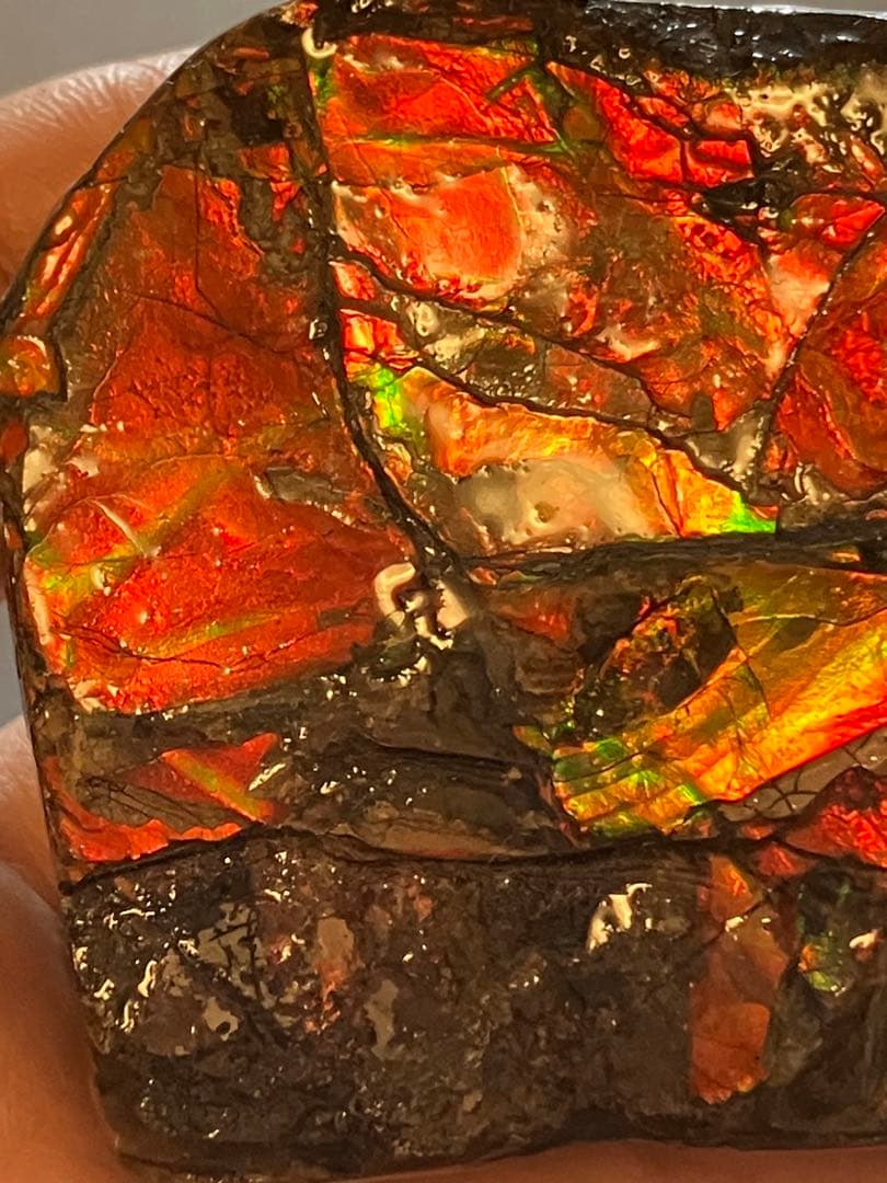 カナダ産　アンモライト　化石　原石　幅8.5cm 箱付き