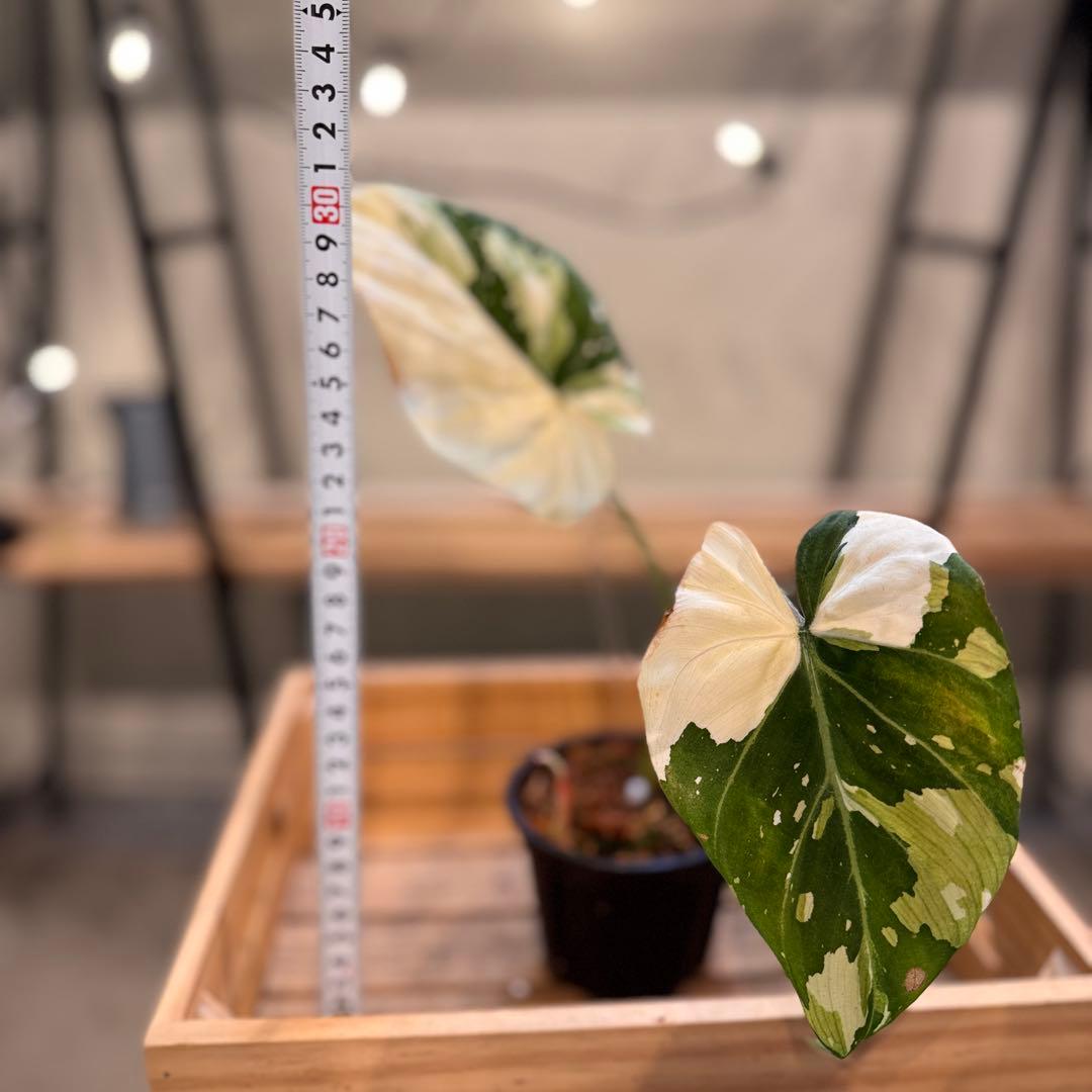 e*o様 31 フィロデンドロン　グロリオーサム　トリカラー　斑入り　超美株