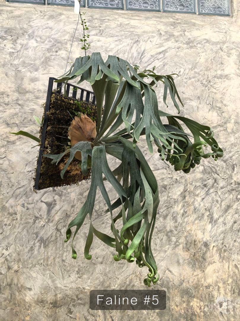 【トンクラさん新交配種】Faline#5 子株　タイ輸入株