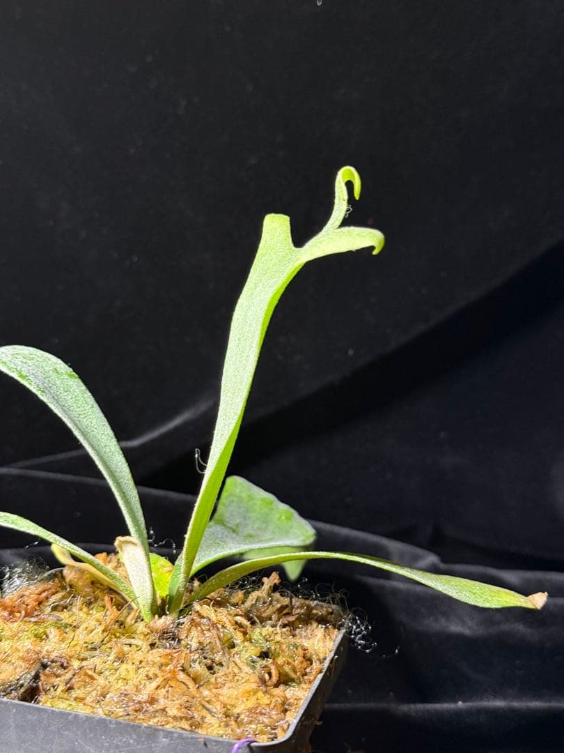 【トンクラさん新交配種】Faline#5 子株　タイ輸入株