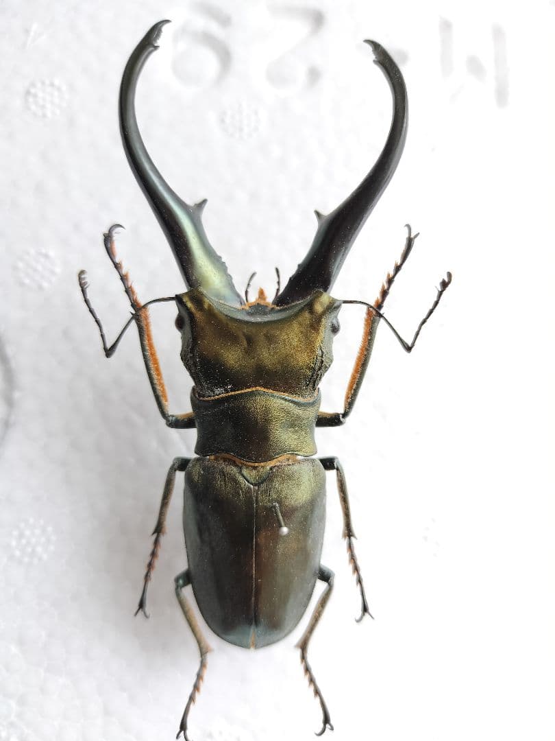 特大モンギローニホソアカクワガタ標本（超貴重）