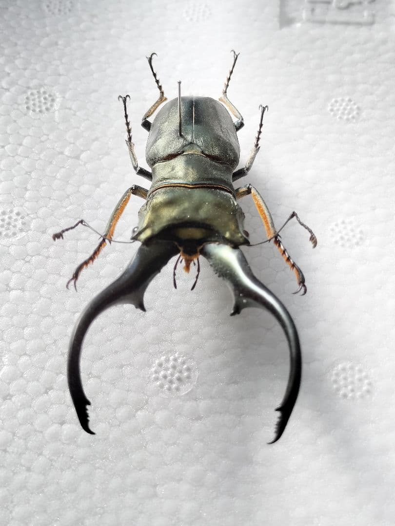 特大モンギローニホソアカクワガタ標本（超貴重）