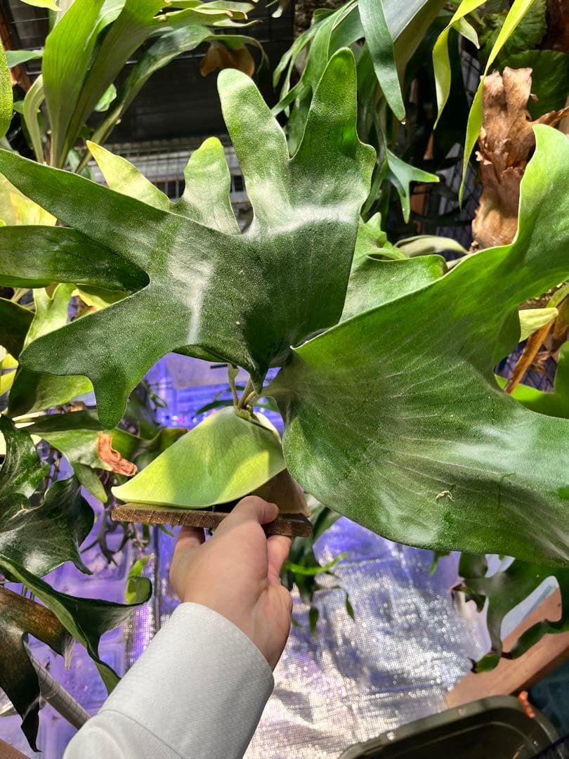 ビカクシダ　ヒリー　ナンプー　hillii nampu OC 板付　大株