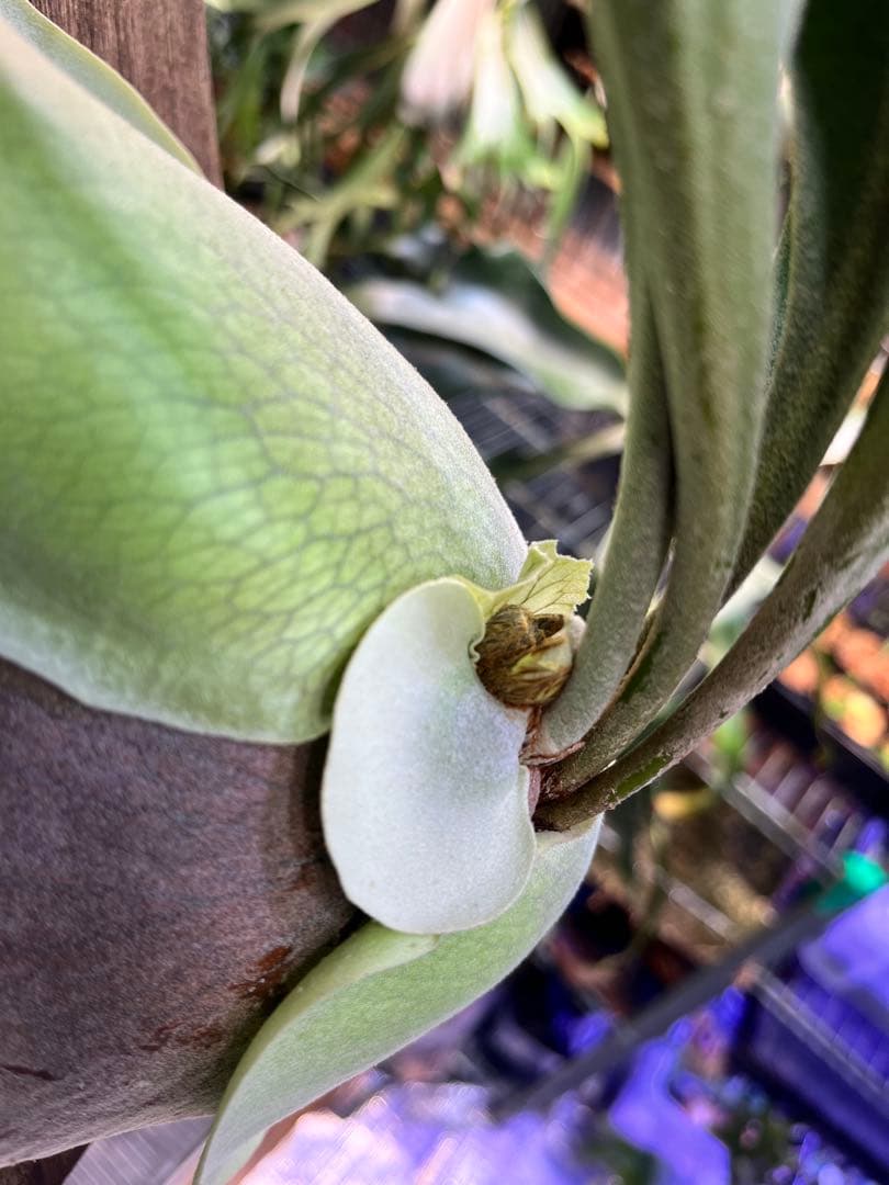 ビカクシダ　ヒリー　ナンプー　hillii nampu OC 板付　大株