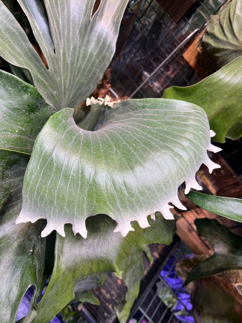 ビカクシダ　ヒリー　ナンプー　hillii nampu OC 板付　大株