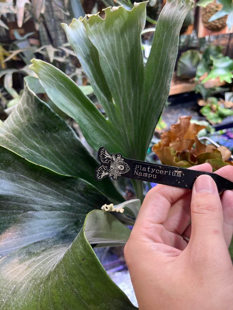 ビカクシダ　ヒリー　ナンプー　hillii nampu OC 板付　大株