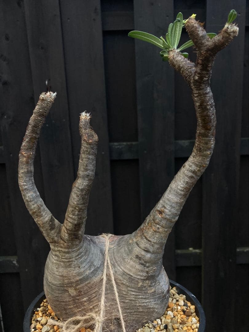 ◾️鉢ごとメルカリ便◾️グラキリスL