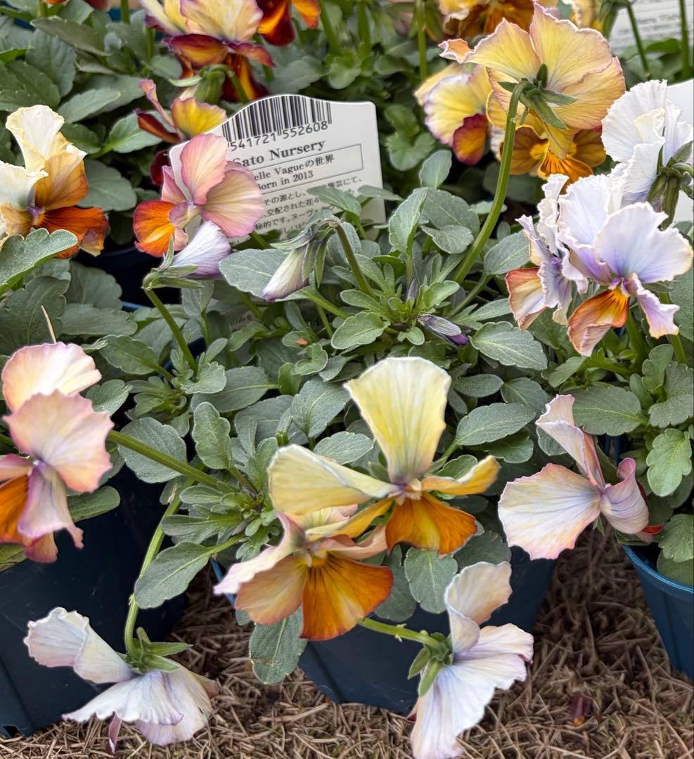 あっき様　13点