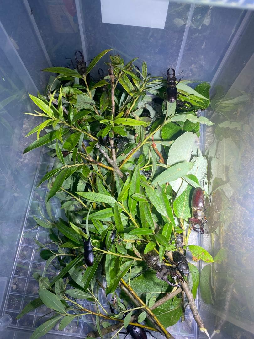 爆光 新品 強力 HID7インチ 117W程度紫外線強化バルブ 灯火採集に！