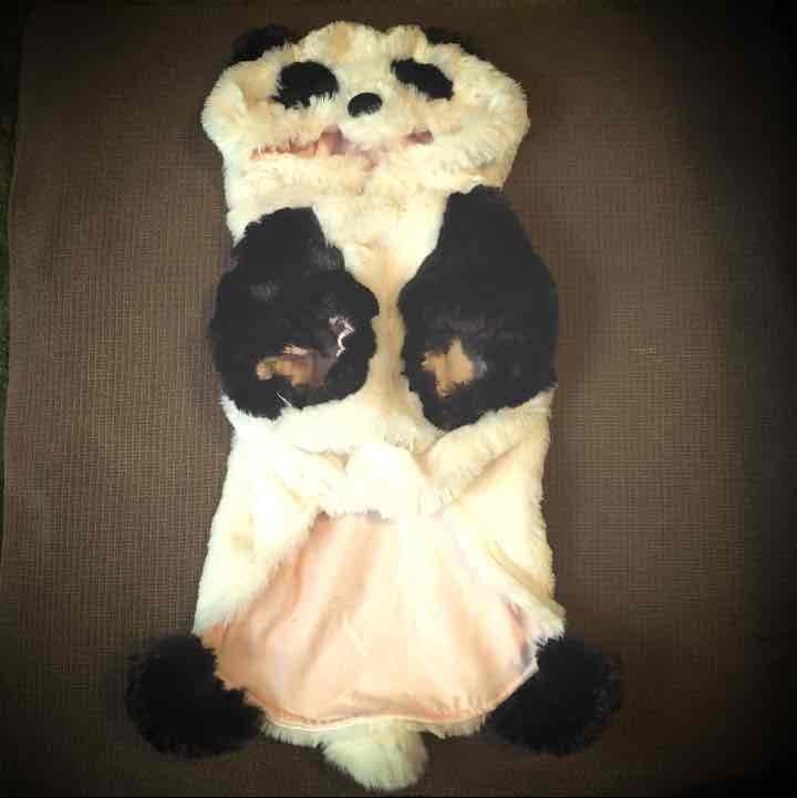 sold out ペットウェア