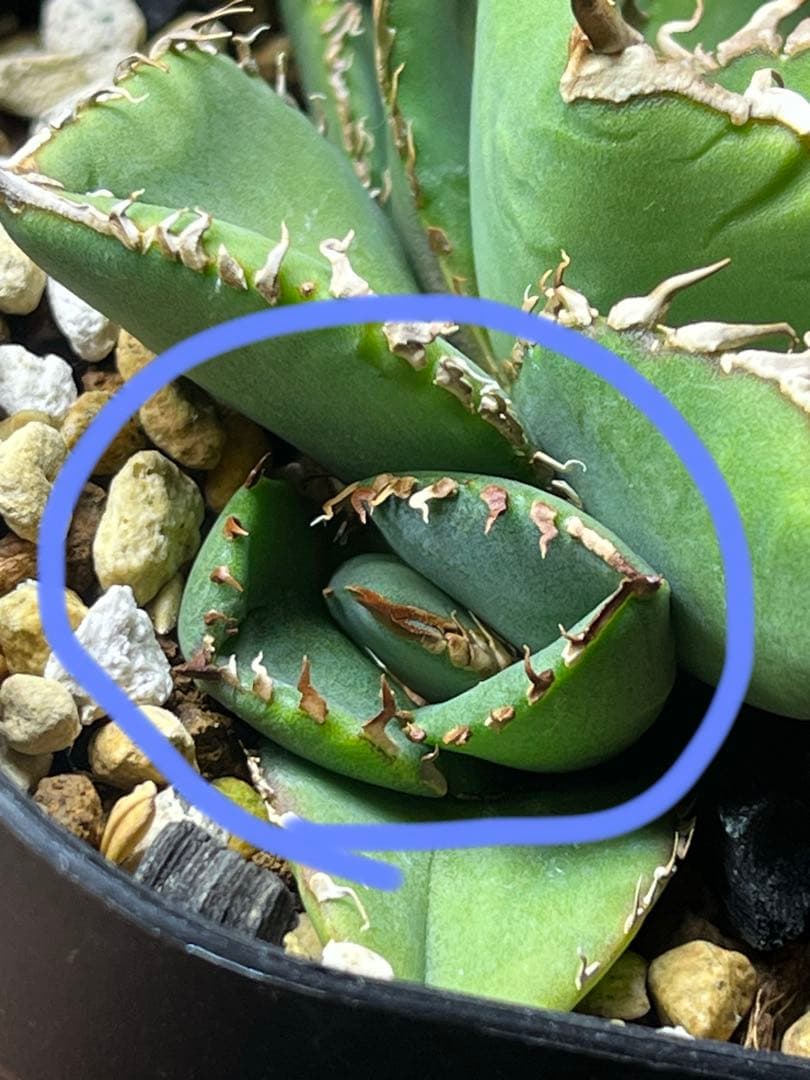 アガベ チタノタCJ plants産　CJ4