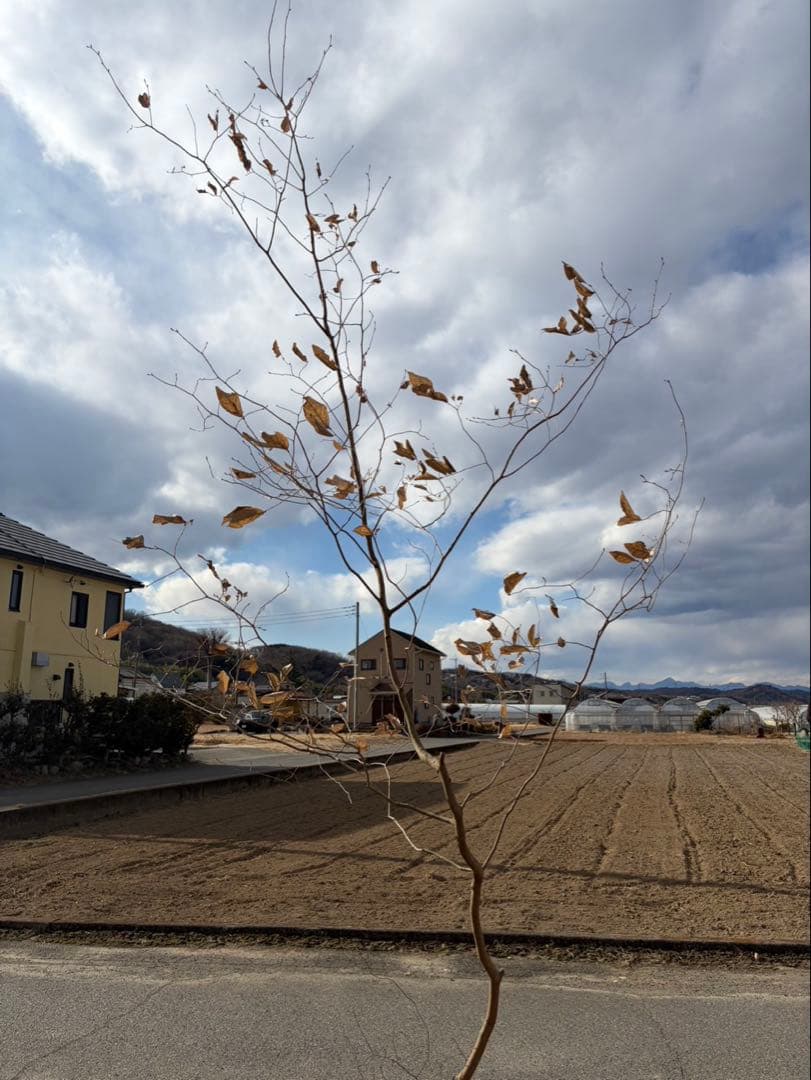 山採り ヤマコウバシ 自然樹形