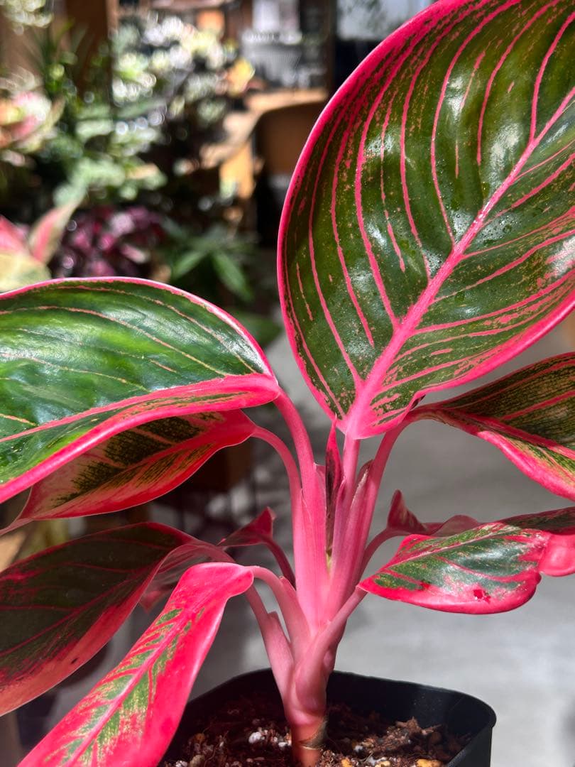 アグラオネマ　リップスティック　カンザ C