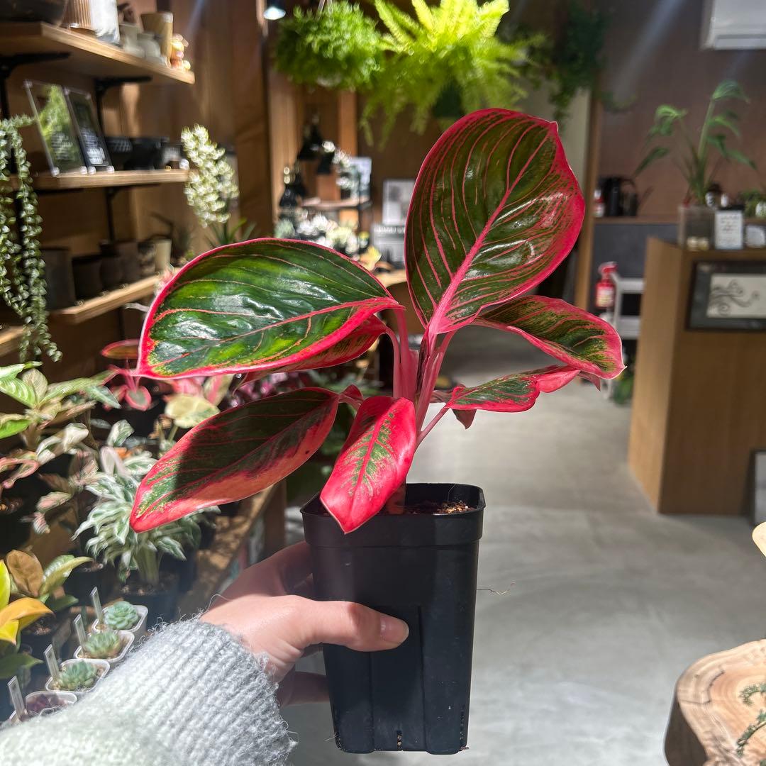 アグラオネマ　リップスティック　カンザ C