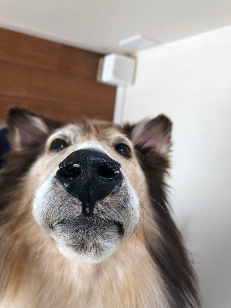 Taxidermy リアル犬の置物 茶色と白 約