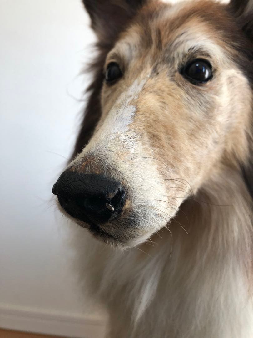 Taxidermy リアル犬の置物 茶色と白 約