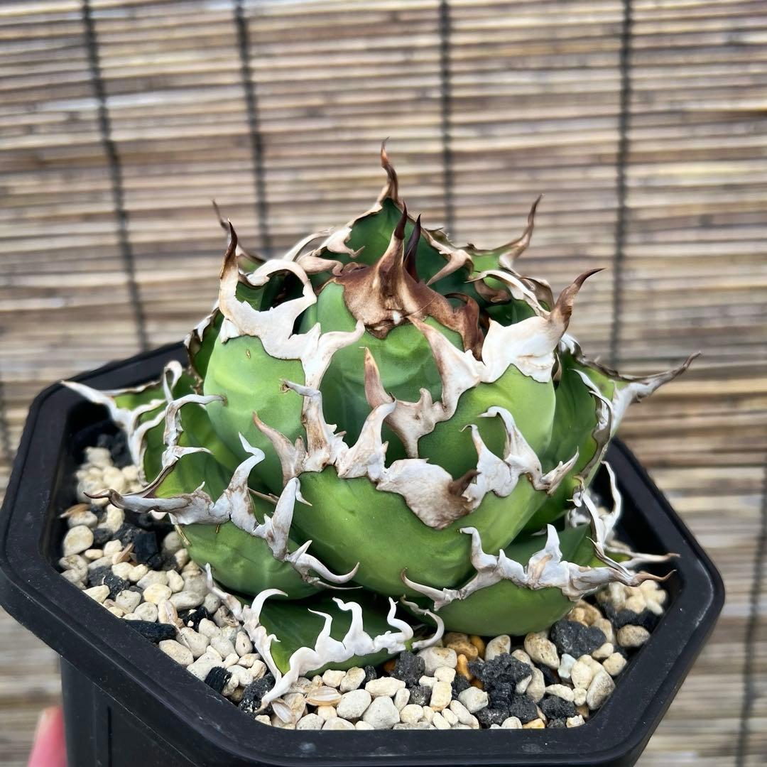 台湾　lize産　シーザー　凱撤