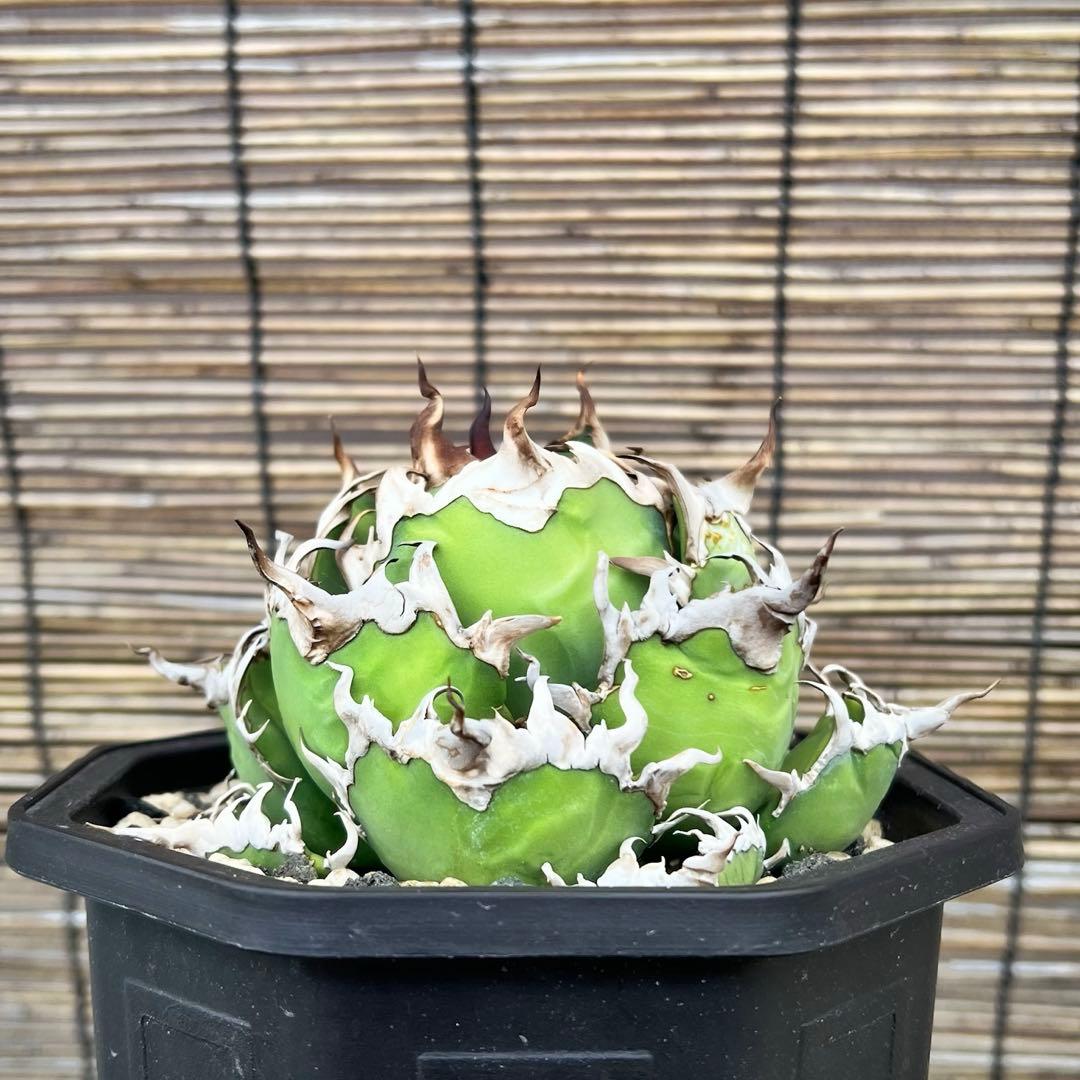 台湾　lize産　シーザー　凱撤