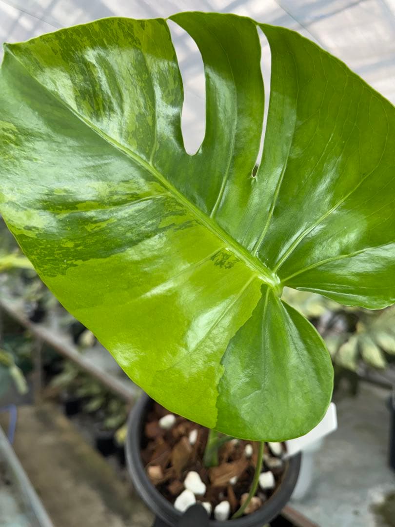 トシ　モンステラ　GOG抹茶斑入り