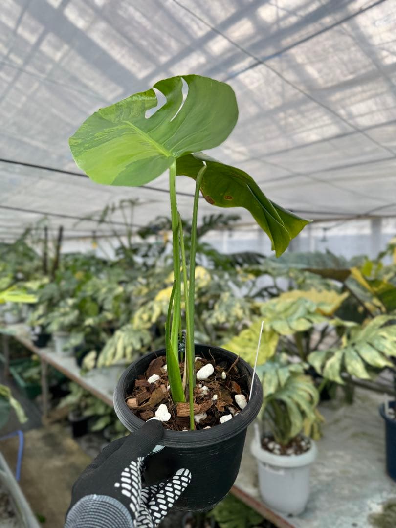 トシ　モンステラ　GOG抹茶斑入り