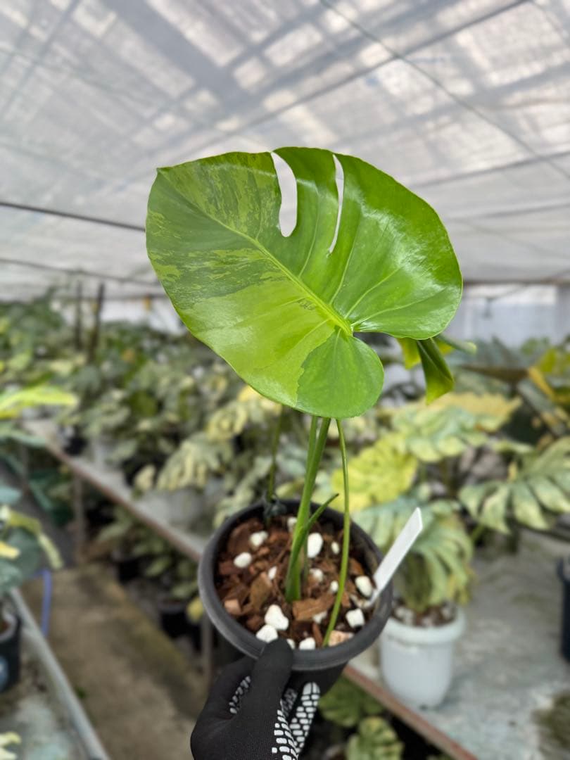 トシ　モンステラ　GOG抹茶斑入り