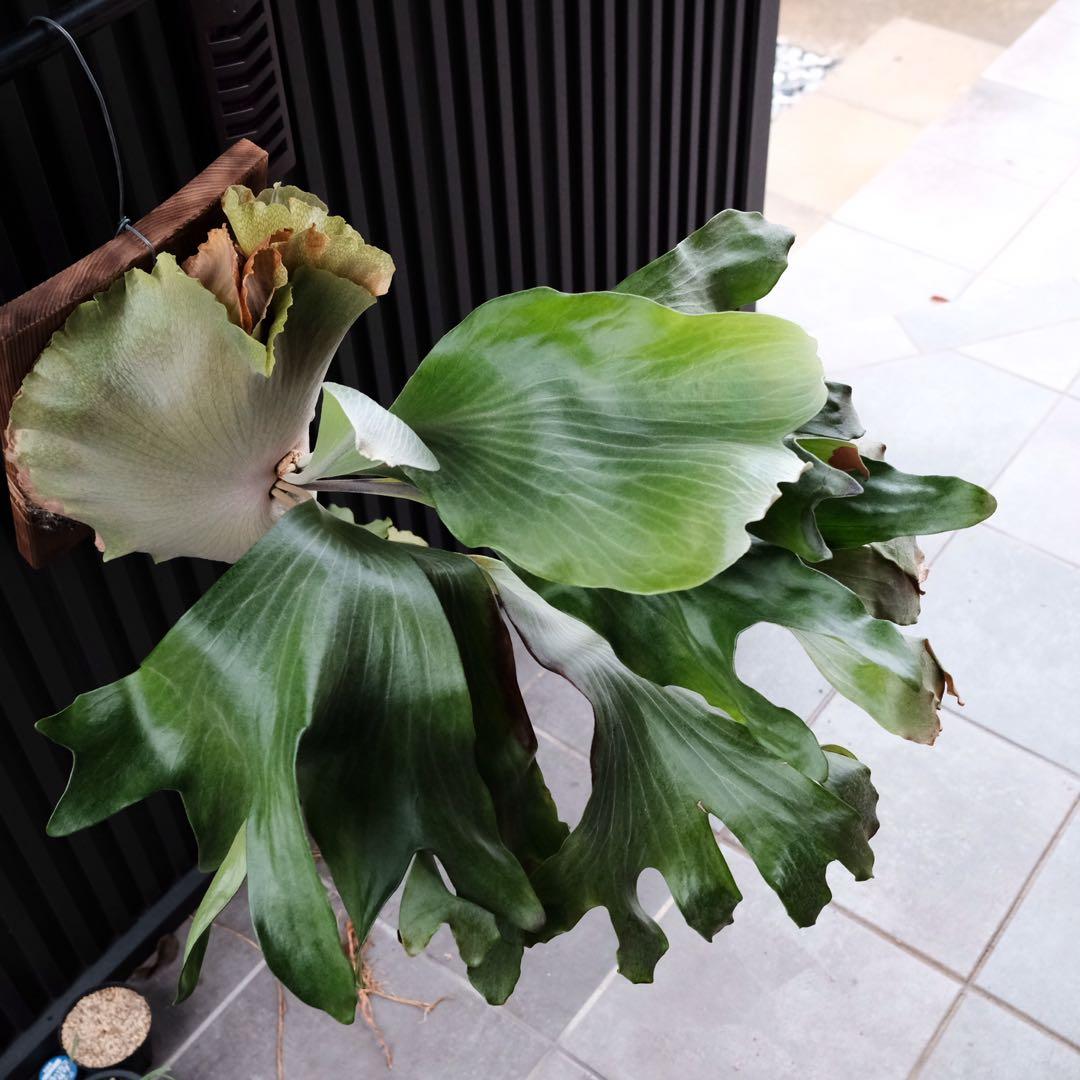 現品親株　大株　ビカクシダ　ヒリー　twenty OC yot#20