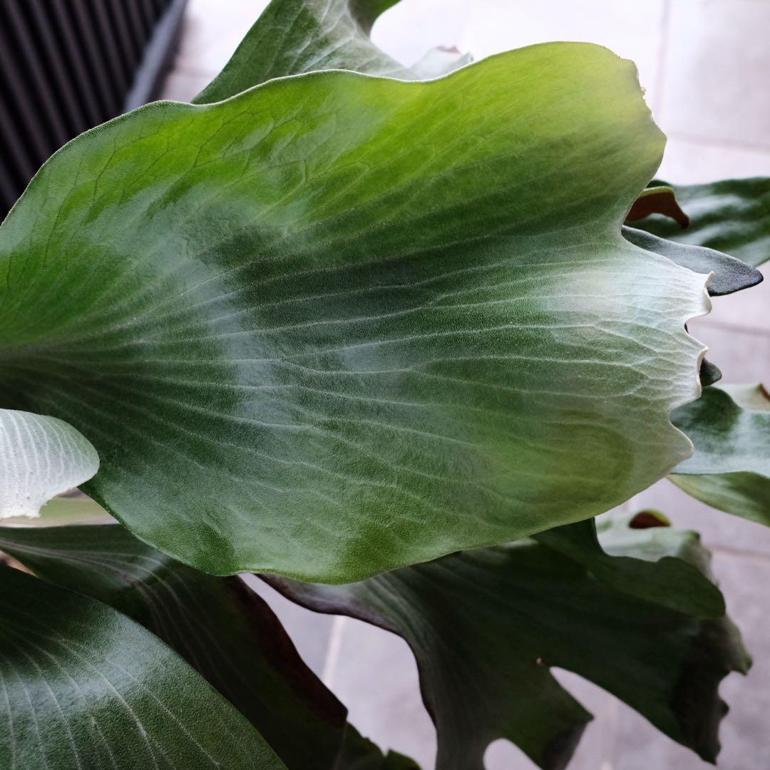 現品親株　大株　ビカクシダ　ヒリー　twenty OC yot#20