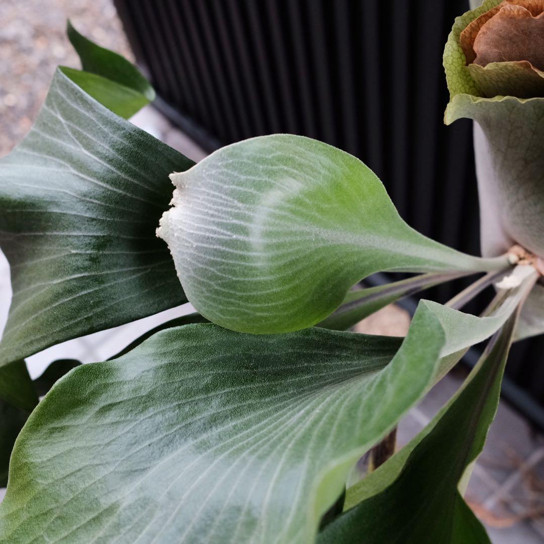 現品親株　大株　ビカクシダ　ヒリー　twenty OC yot#20