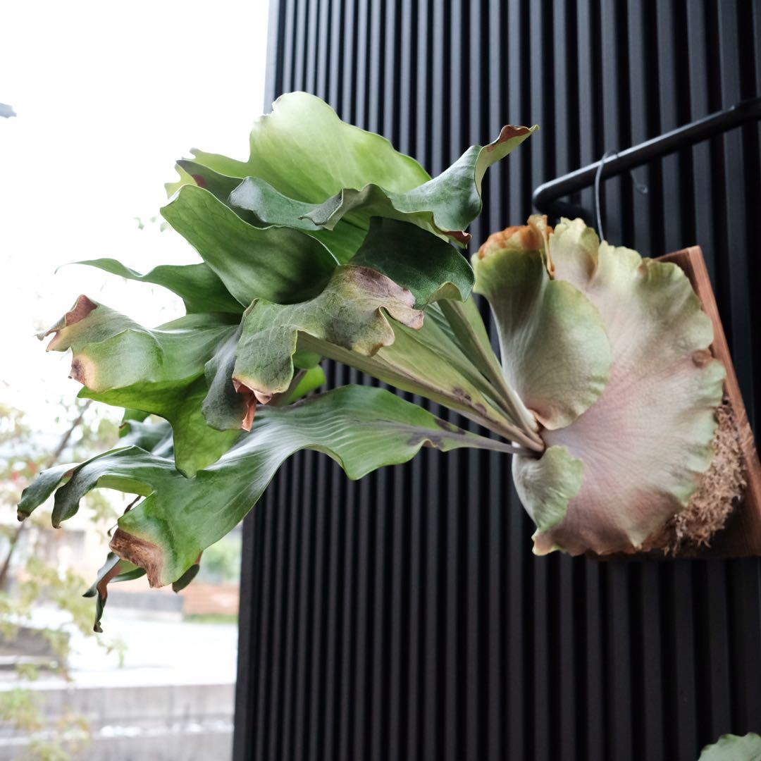 現品親株　大株　ビカクシダ　ヒリー　twenty OC yot#20