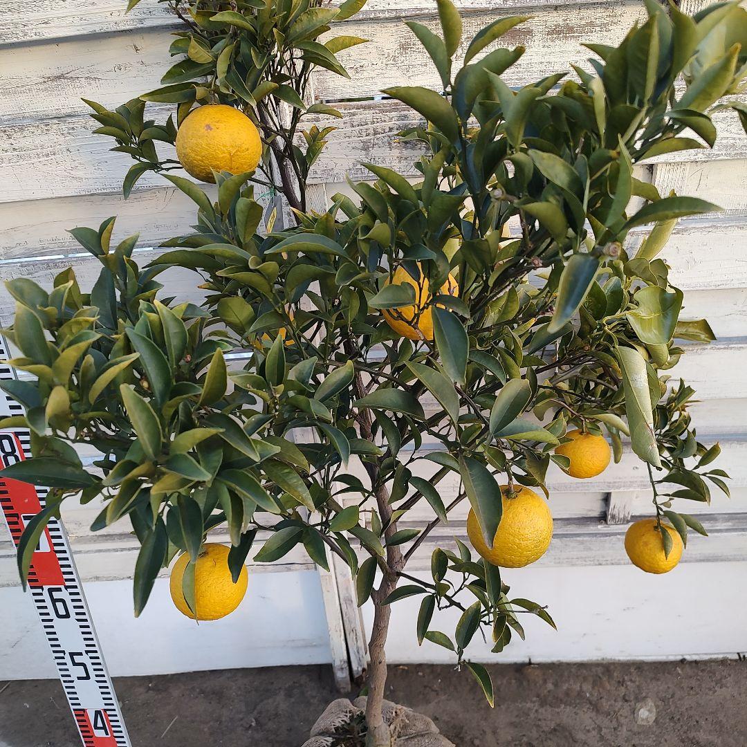 ドット 日向夏 ニューサマーオレンジ 5年生 苗木