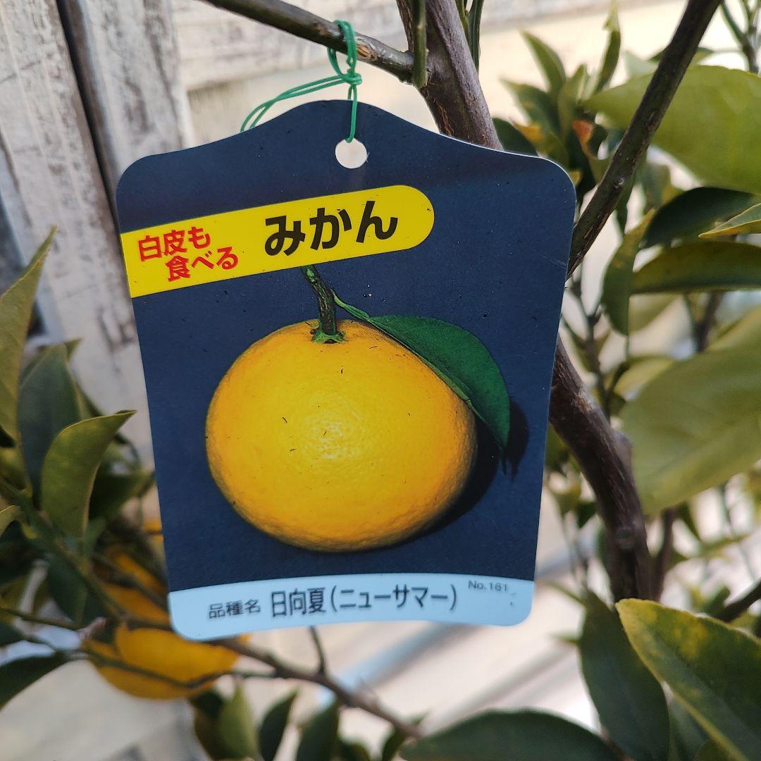 ドット 日向夏 ニューサマーオレンジ 5年生 苗木