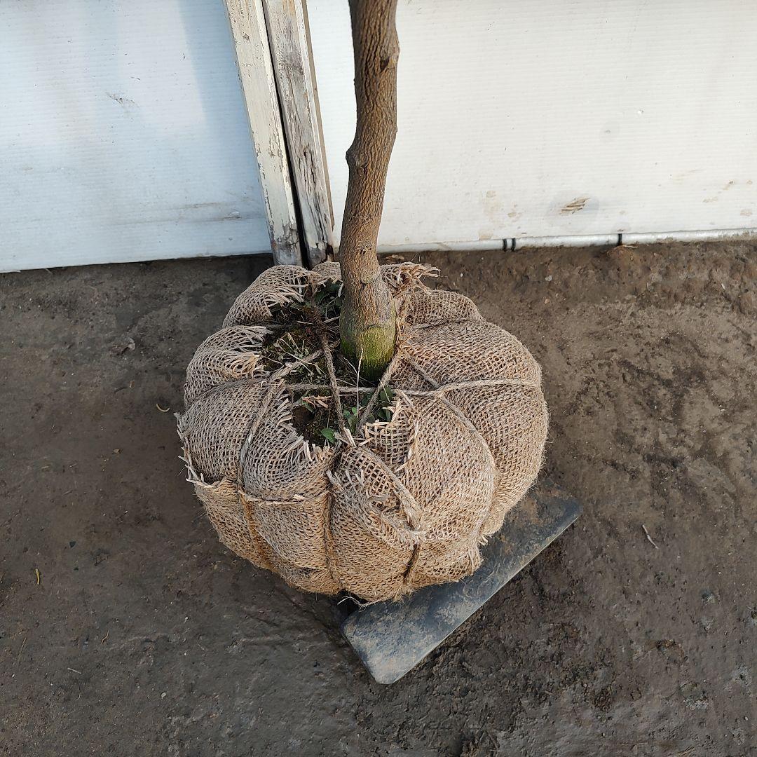 ドット 日向夏 ニューサマーオレンジ 5年生 苗木