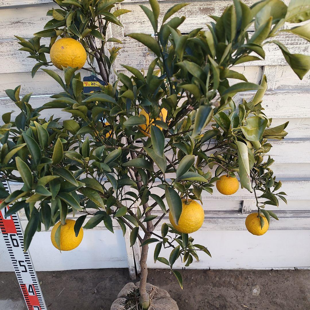 ドット 日向夏 ニューサマーオレンジ 5年生 苗木