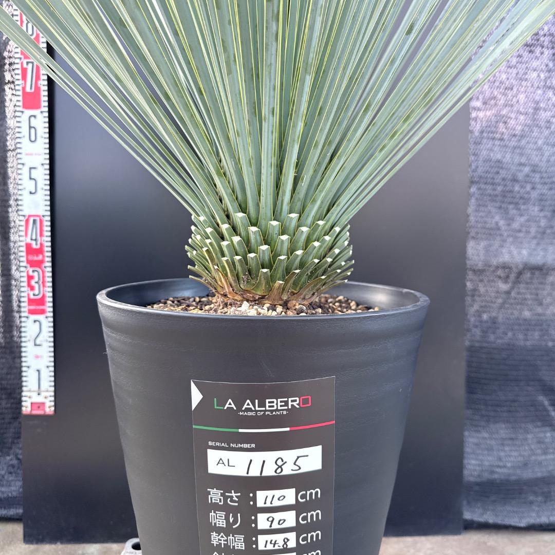 【AL1185】ユッカ　ロストラータ　ランチョブルー