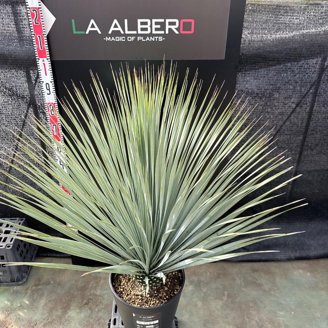 【AL1185】ユッカ　ロストラータ　ランチョブルー