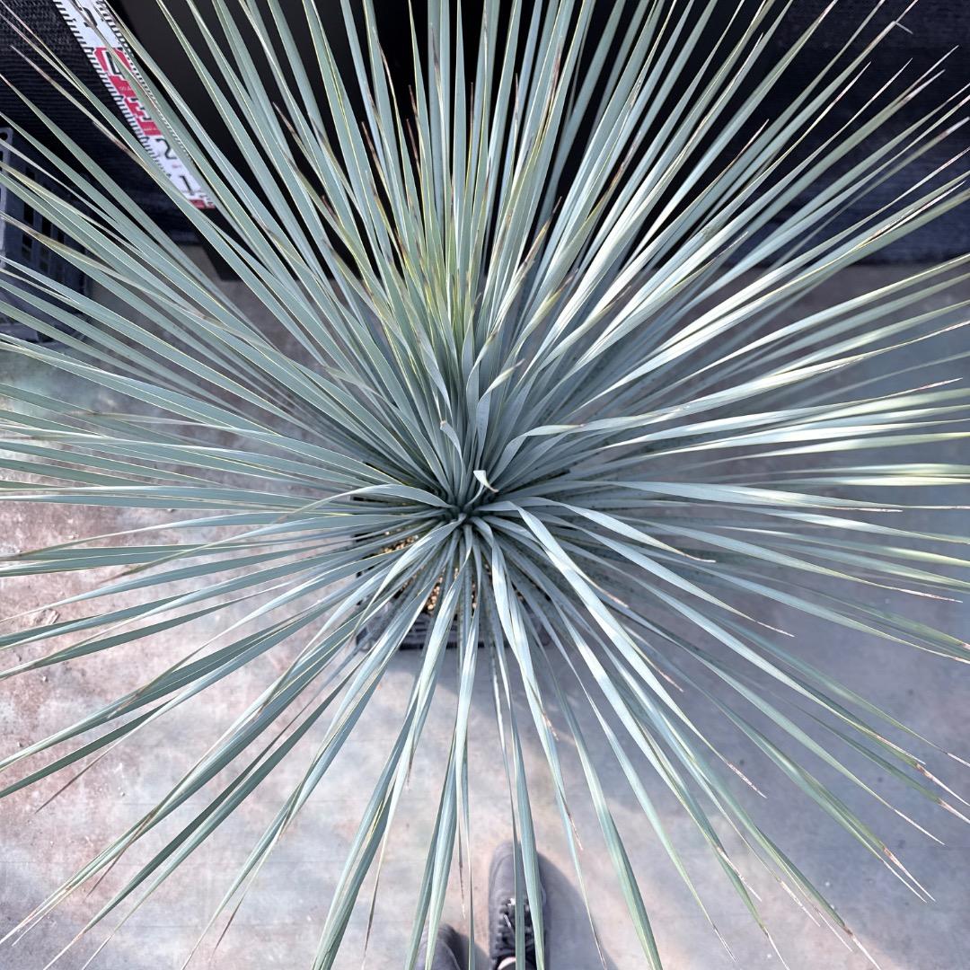 【AL1185】ユッカ　ロストラータ　ランチョブルー