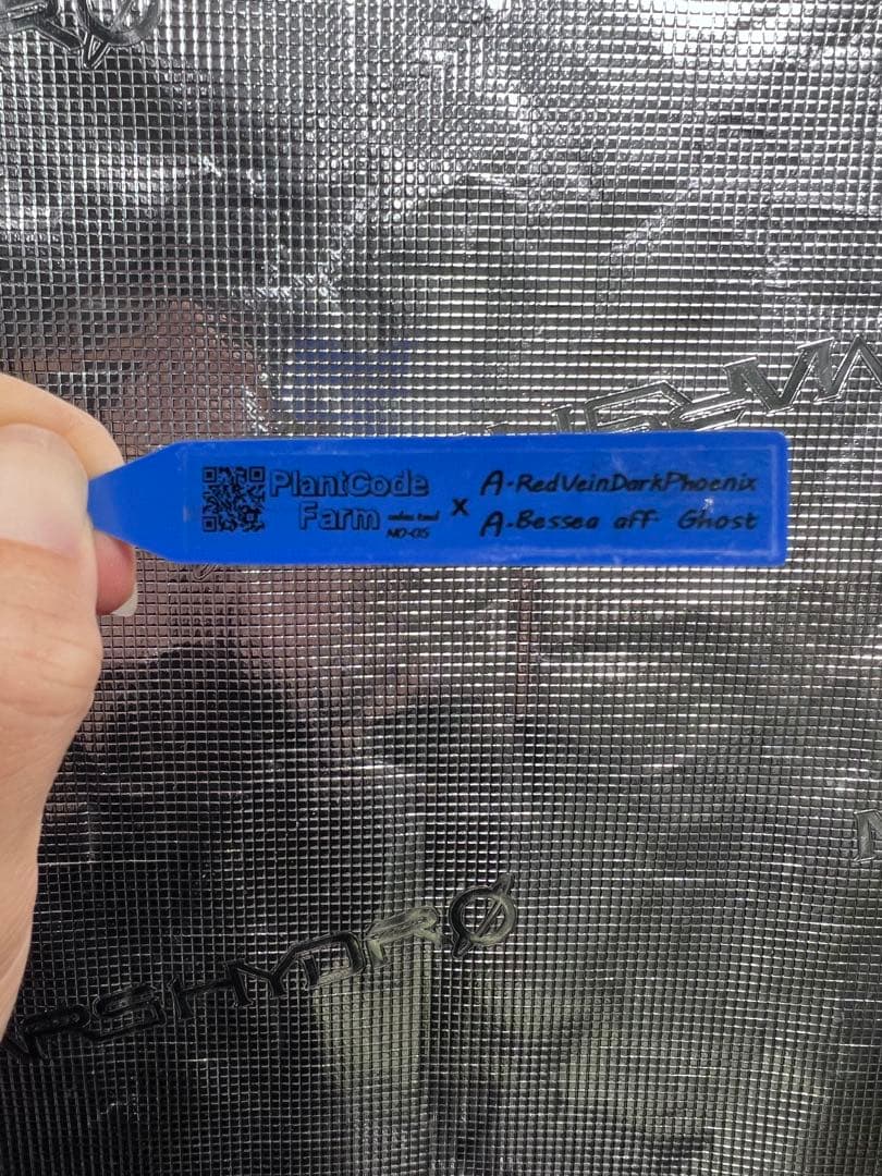 RedVeinDerPhoenix × Besseae off Ghost