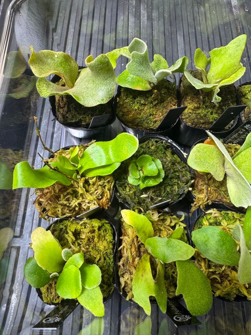 ビカクシダ15種