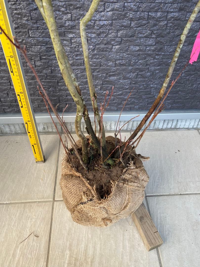 ジューンベリー　株立ち　樹高H1.7m