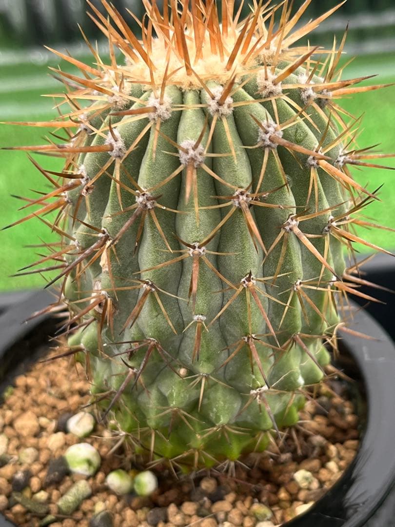 サボテン　コピアポア　実生　コルムナアルバ