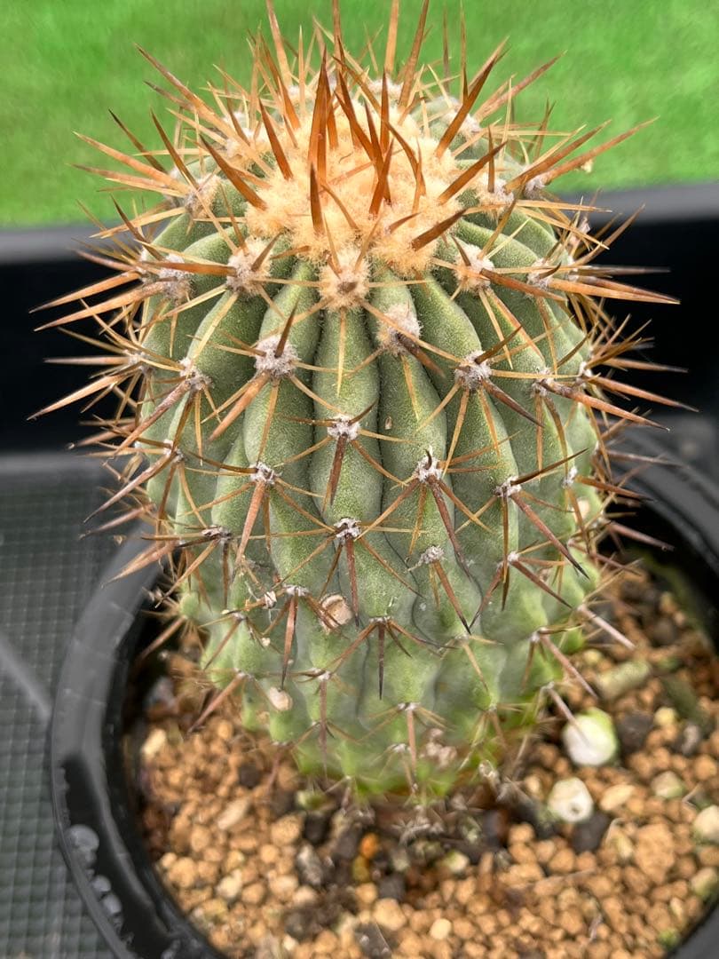 サボテン　コピアポア　実生　コルムナアルバ