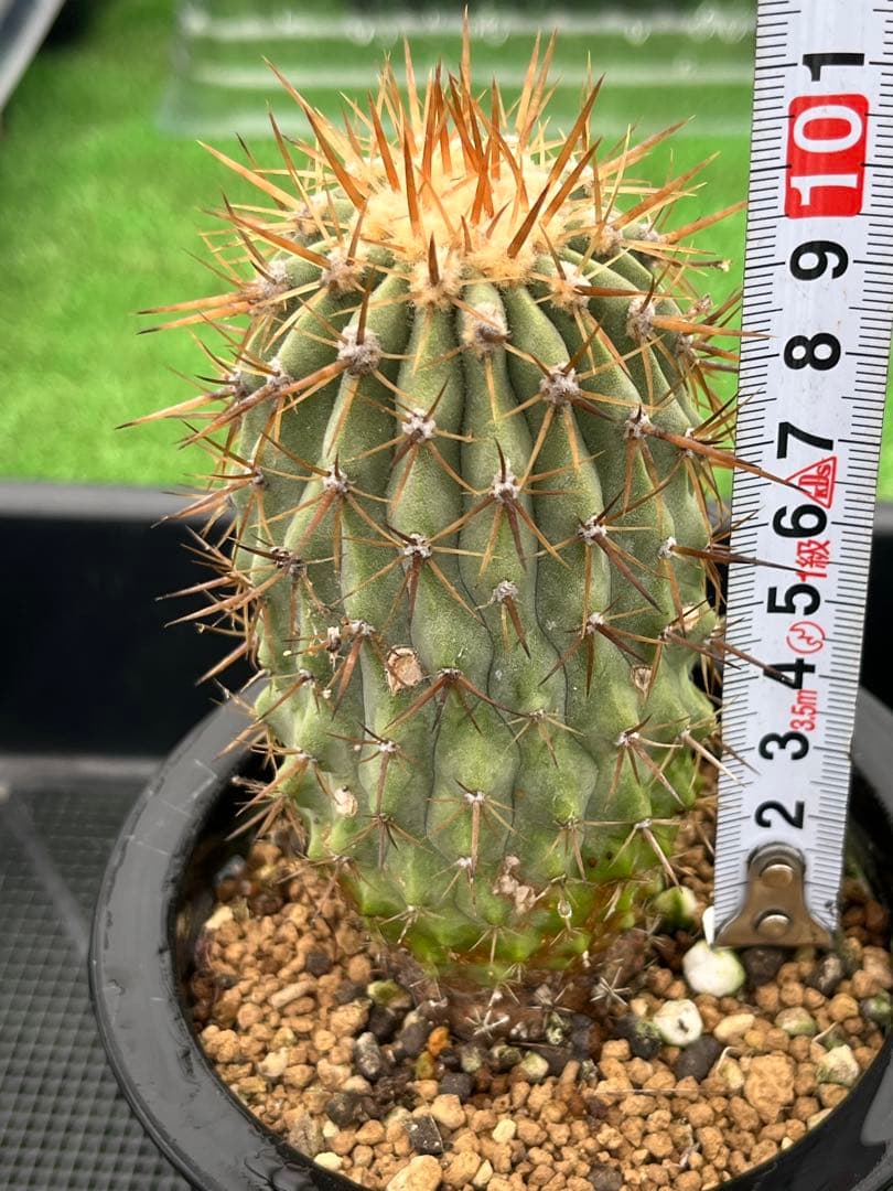 サボテン　コピアポア　実生　コルムナアルバ