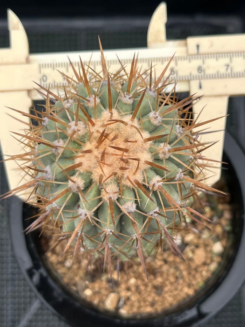 サボテン　コピアポア　実生　コルムナアルバ