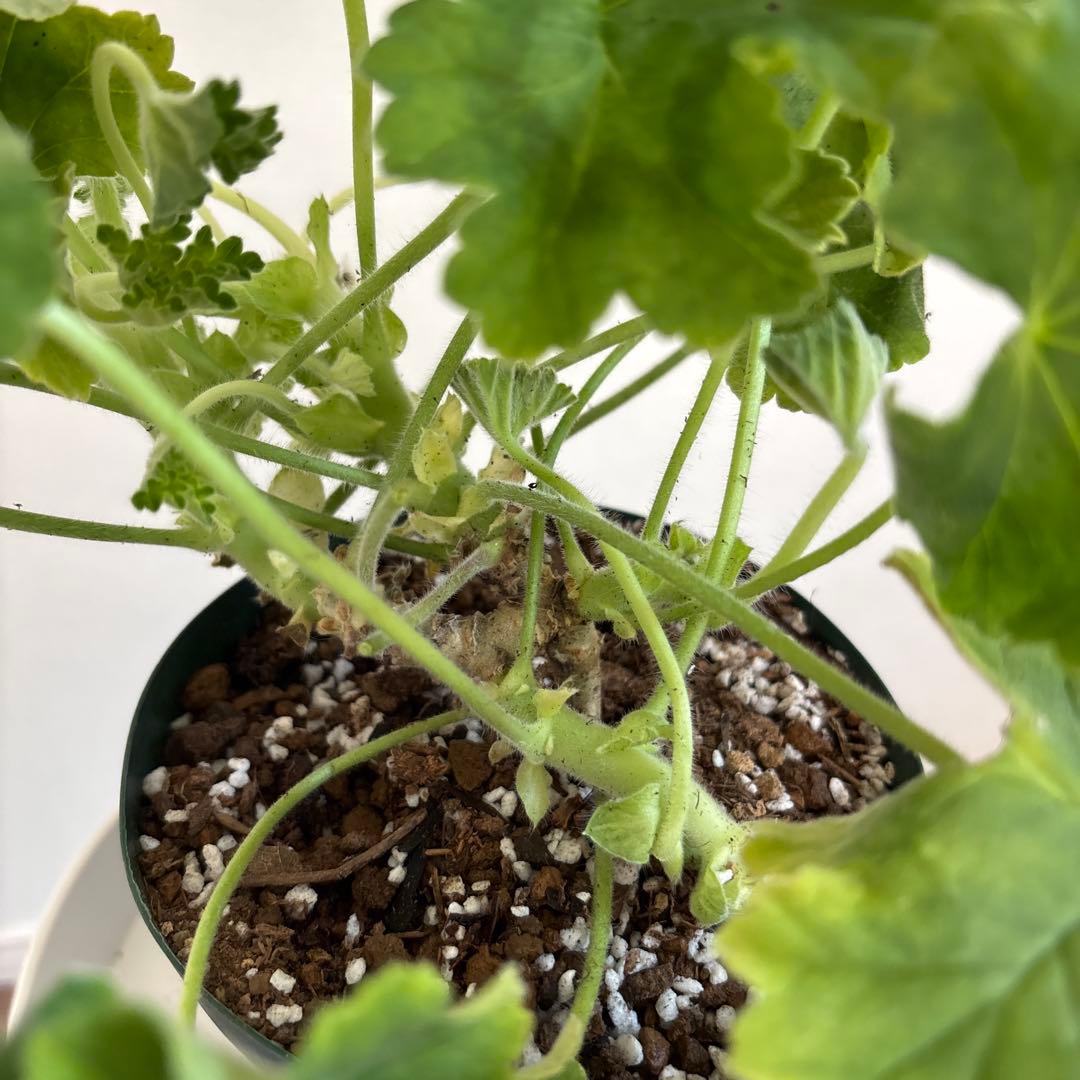 超珍しいゼラニウム　希少品種ゼラニウム　レア品種ゼラニウム　ECO01