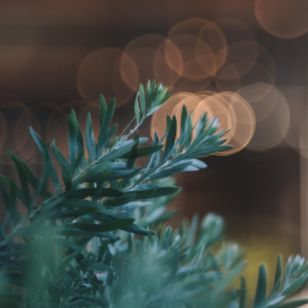 棚卸SALE！バブルボケ！TRIOPLAN 100mm ゼブラ