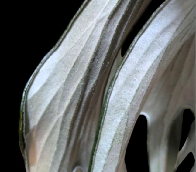 【1株限定出品】P.Mt.Lewis oc/ビカクシダ