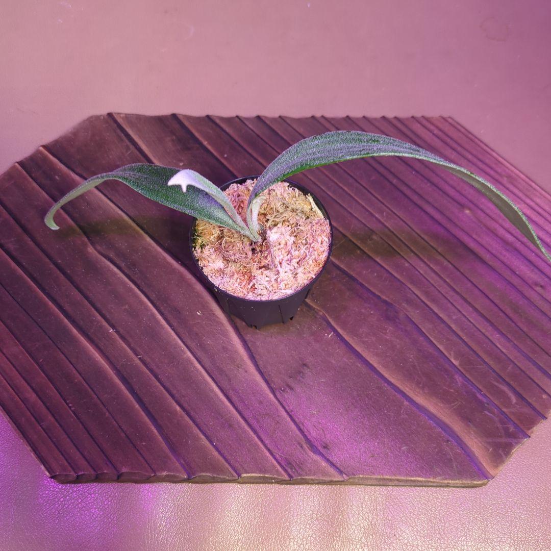 【1株限定出品】P.Mt.Lewis oc/ビカクシダ