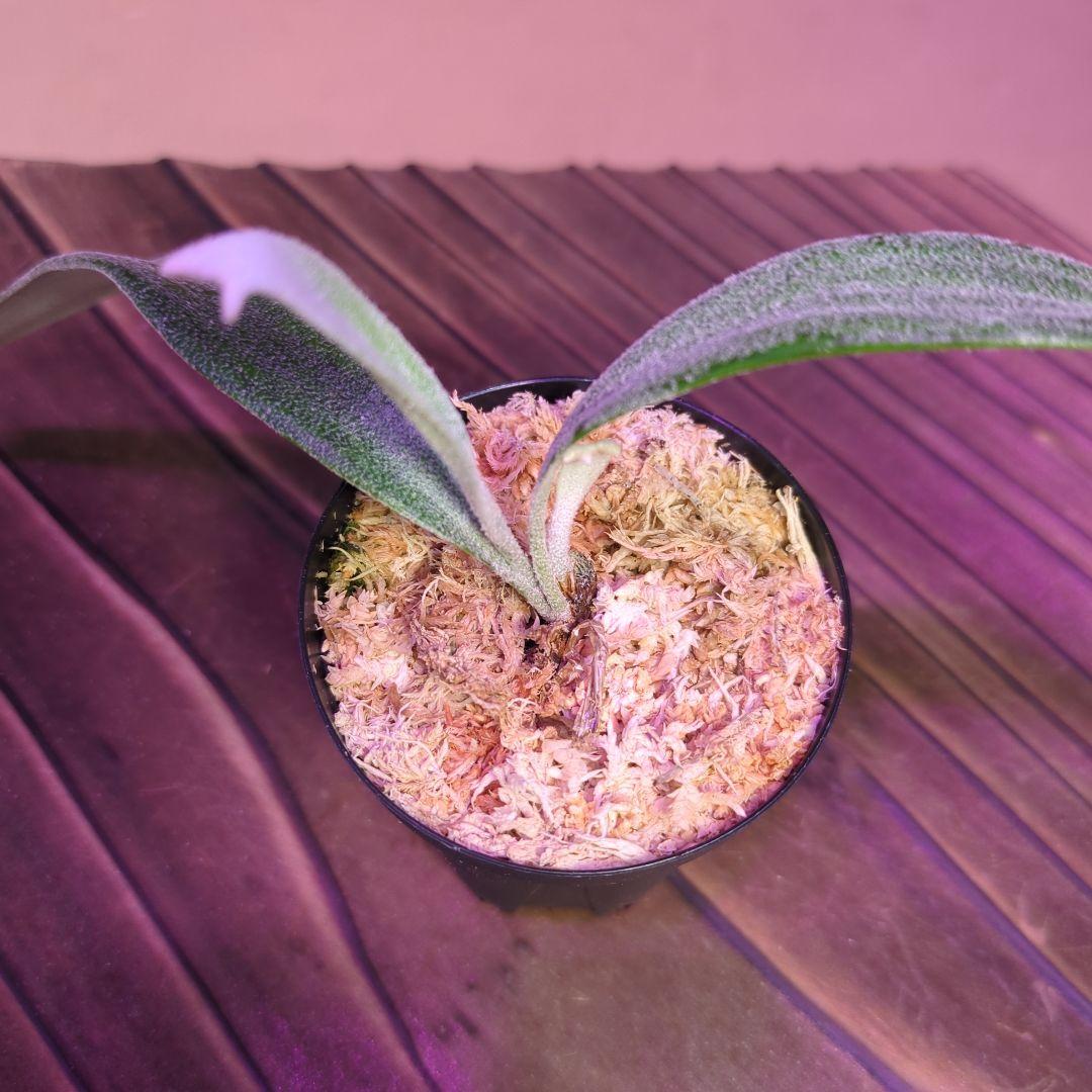 【1株限定出品】P.Mt.Lewis oc/ビカクシダ